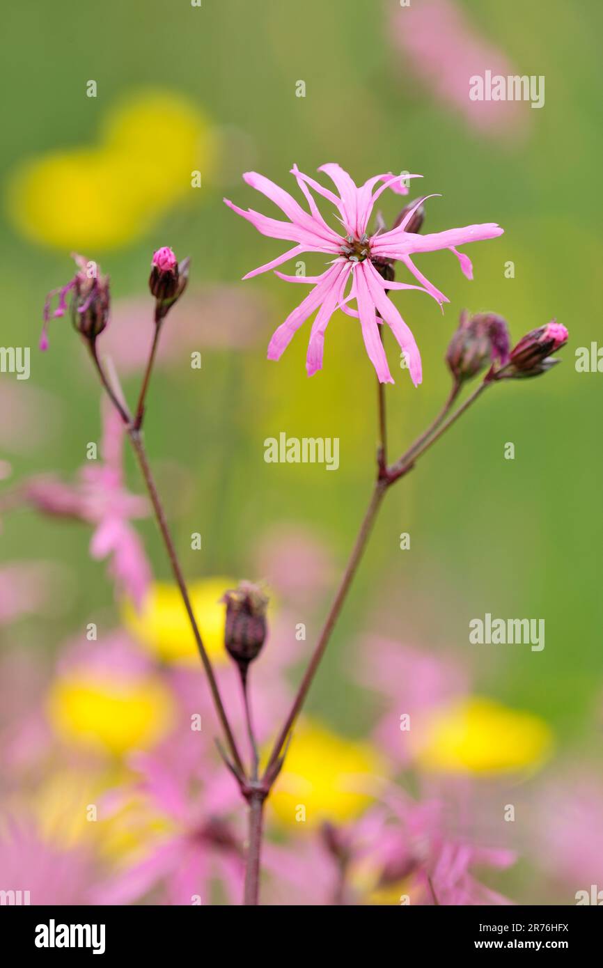 Ragged Robin (Lychnis flos-cuculi) Nahaufnahme von Blüten mit ...