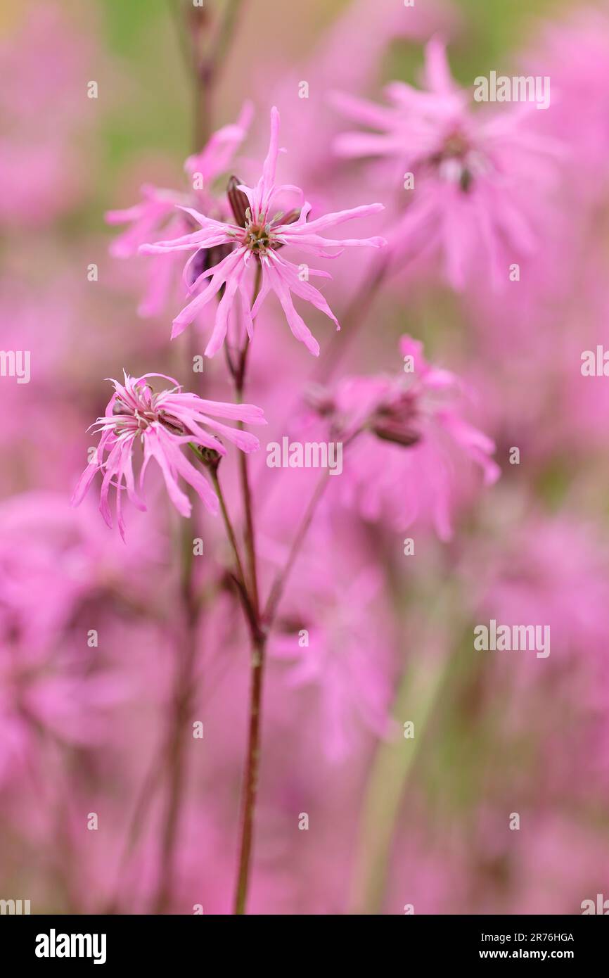 Ragged Robin (Lychnis flos-cuculi) Nahaufnahme von Mass of Flowers, Three Hagges Wood Meadow, North Yorkshire, England, Juni 2021 Stockfoto