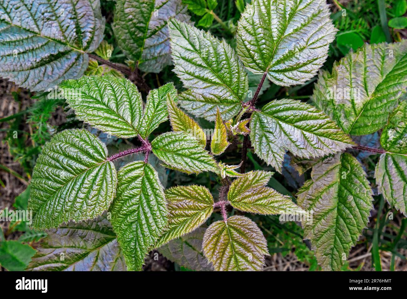 Allegheny Brombeere geht mitten im Sommer im Nordosten Pennsylvania. Stockfoto