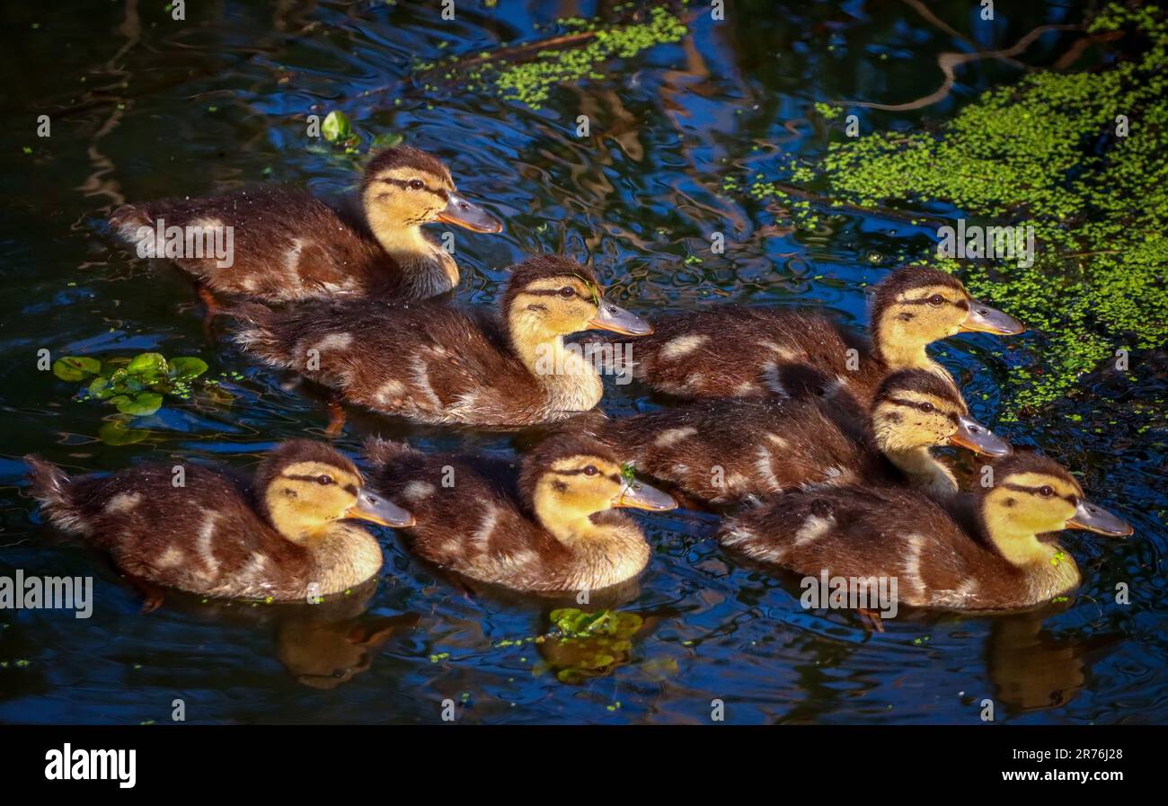 Baby-Enten auf dem Fluss Stockfoto