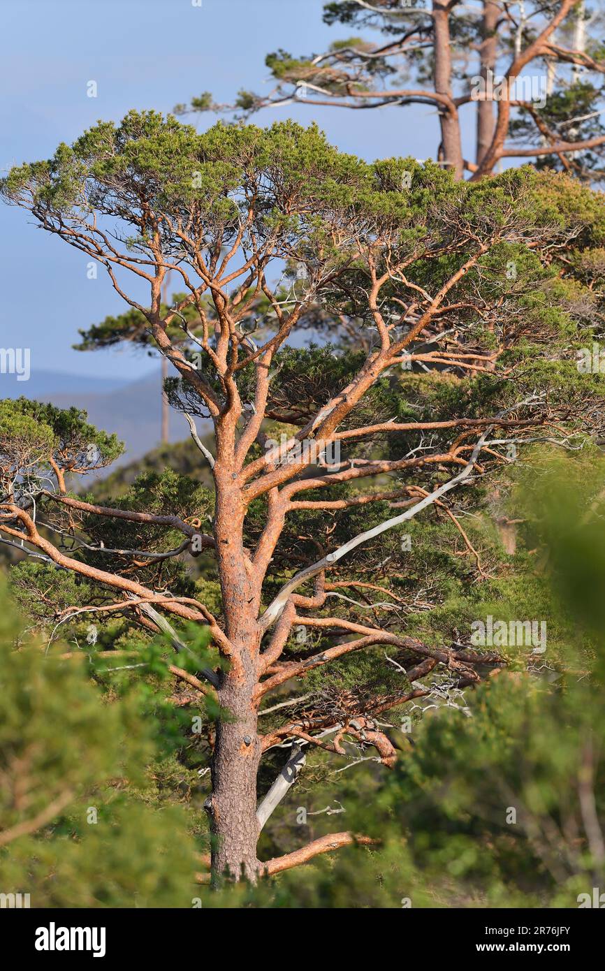 Scots Pine (Pinus sylvestris), reifer Baum, fotografiert vom Woodland Trail, Beinn Eighe NNR, Kinlochewe, Schottland, Mai 2022 Stockfoto