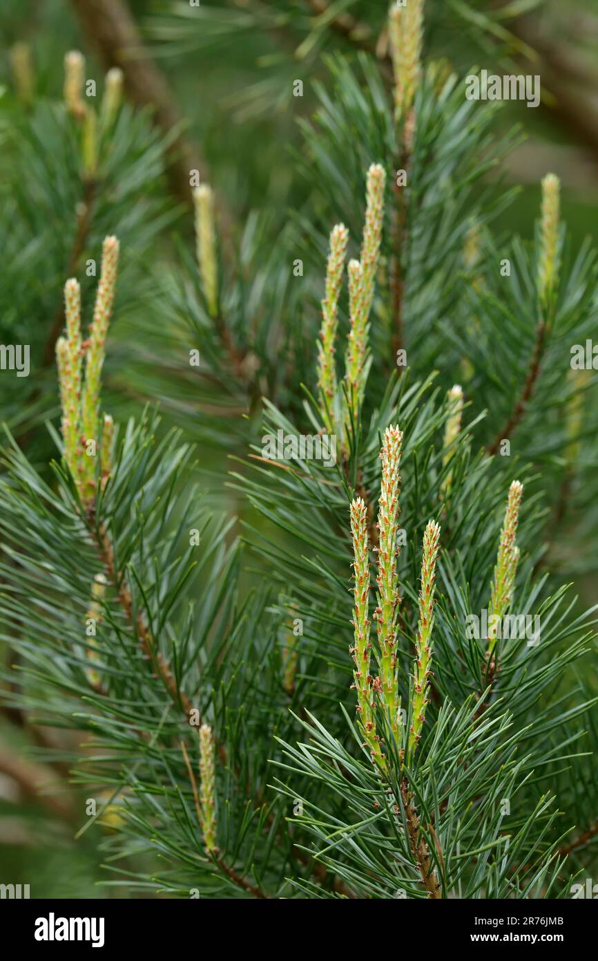 Schottische Kiefer (Pinus sylvestris) mit frischem Wachstum auf jungen Bäumen neben dem Besucherzentrum, Beinn Eighe NNR, Kinlochewe, Schottland, Mai 2022 Stockfoto