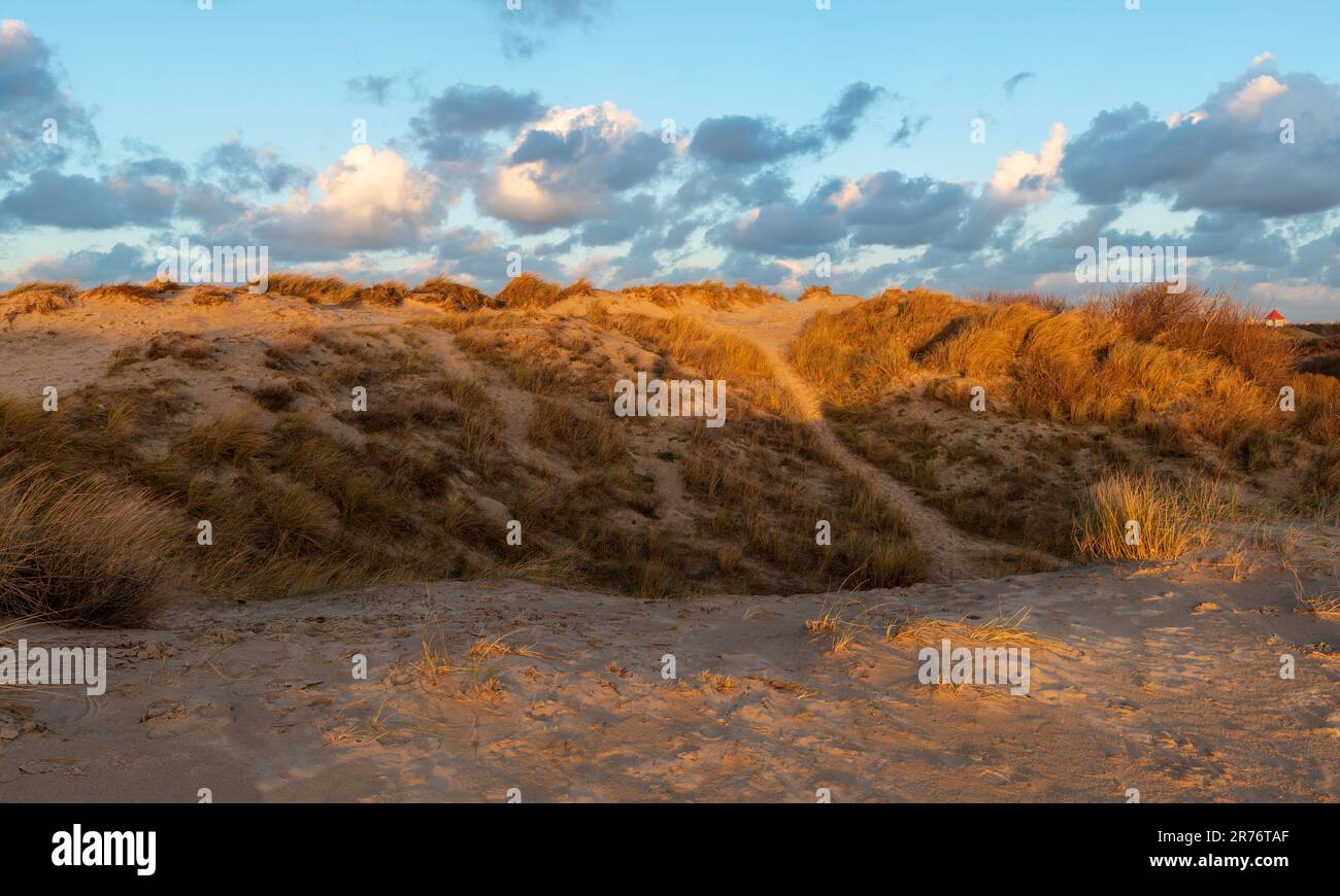 Sanddünen Gras bei Sonnenuntergang, Nordsee, Westflandern, Belgien. Stockfoto