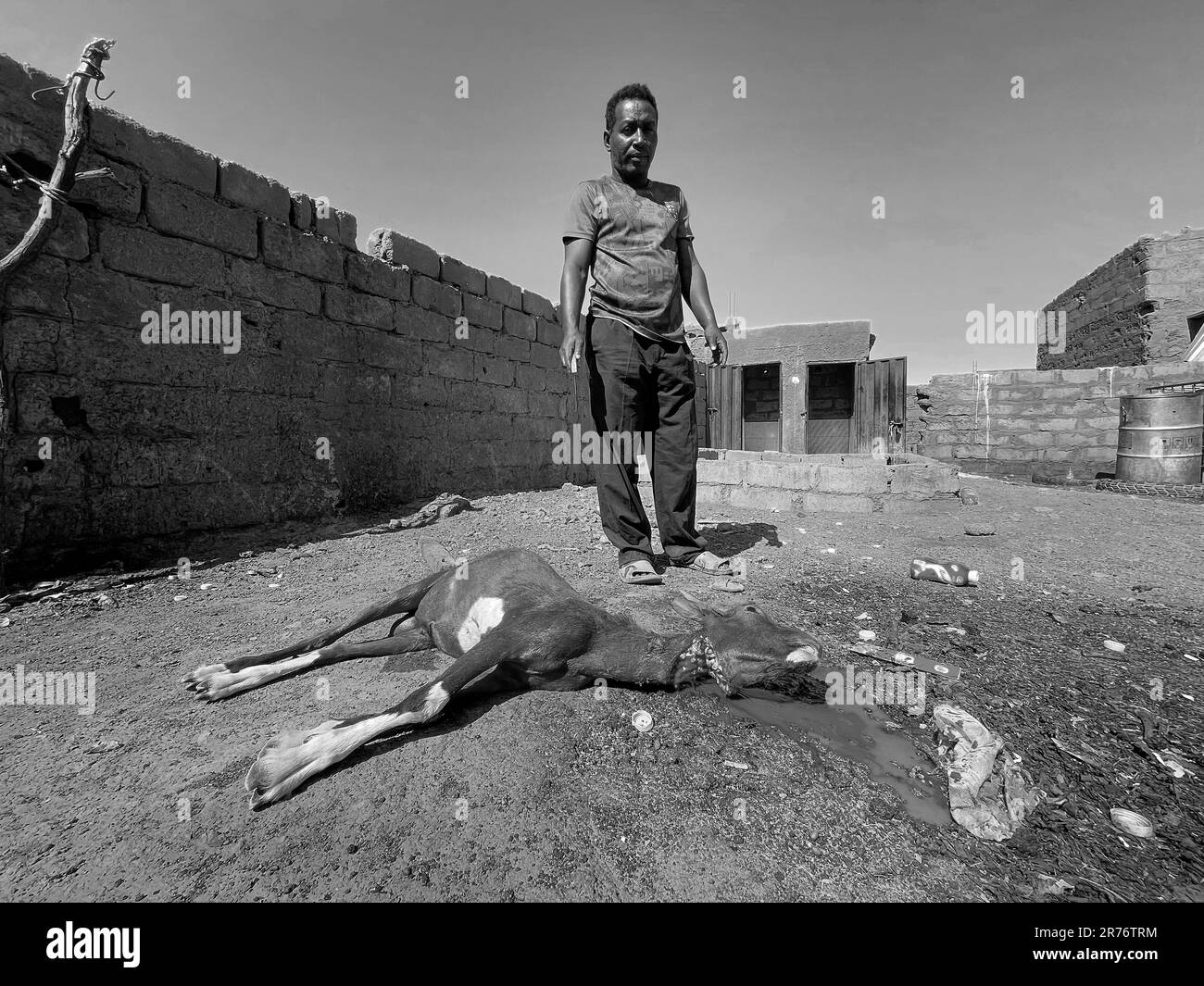 Mauretanien, Adrar-Region, Akjoujt, Ziegenschlachtung mit Halalritus Stockfoto