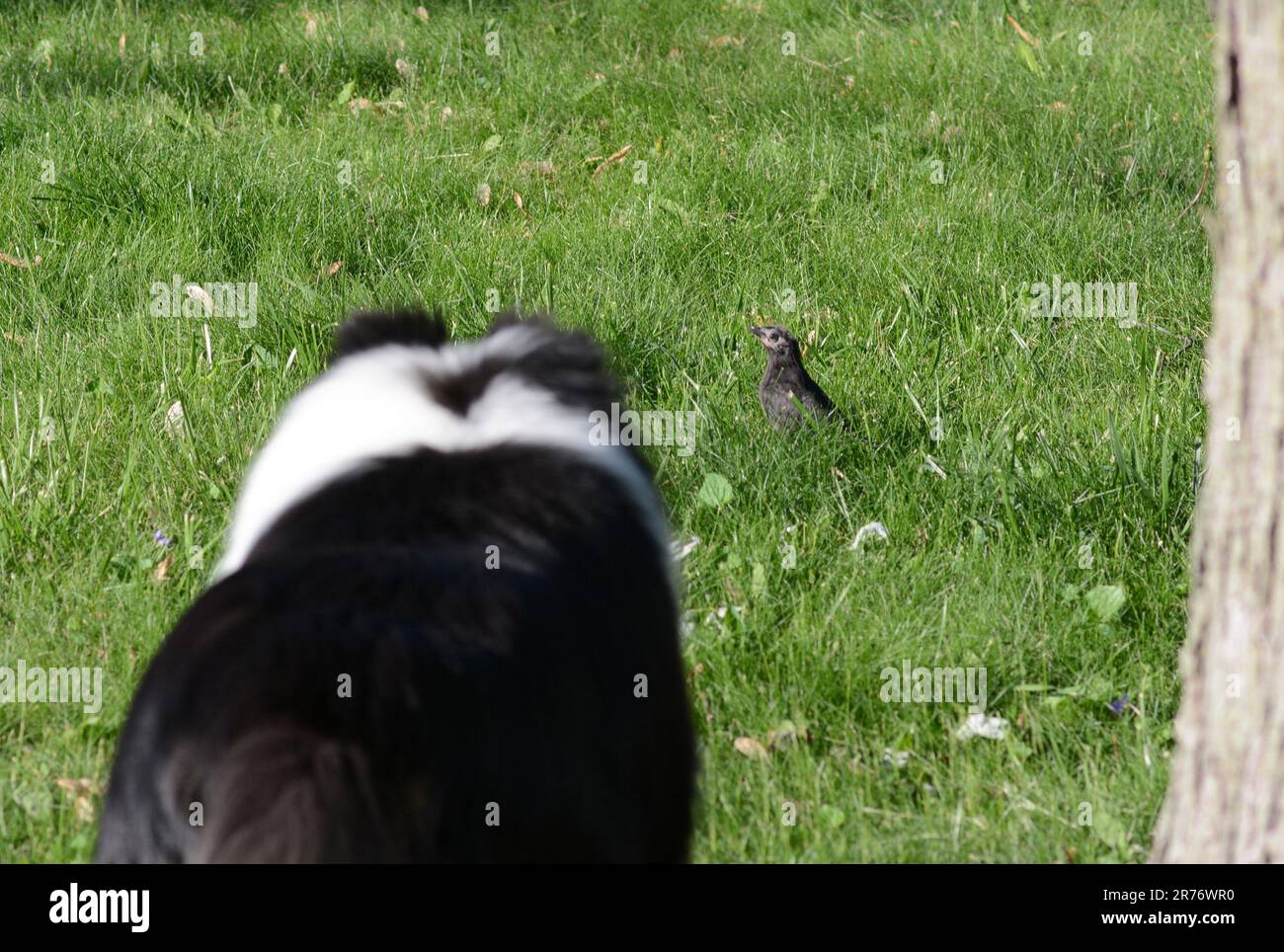 Ein großer Hund jagt einen kleinen Vogel im Gras. Stockfoto