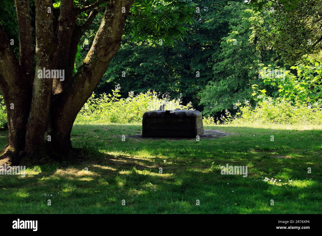 Eichhörnchen in Silhouette, Bute Park, Cardiff. Juni 2023. Sommer. Zyl. Stockfoto