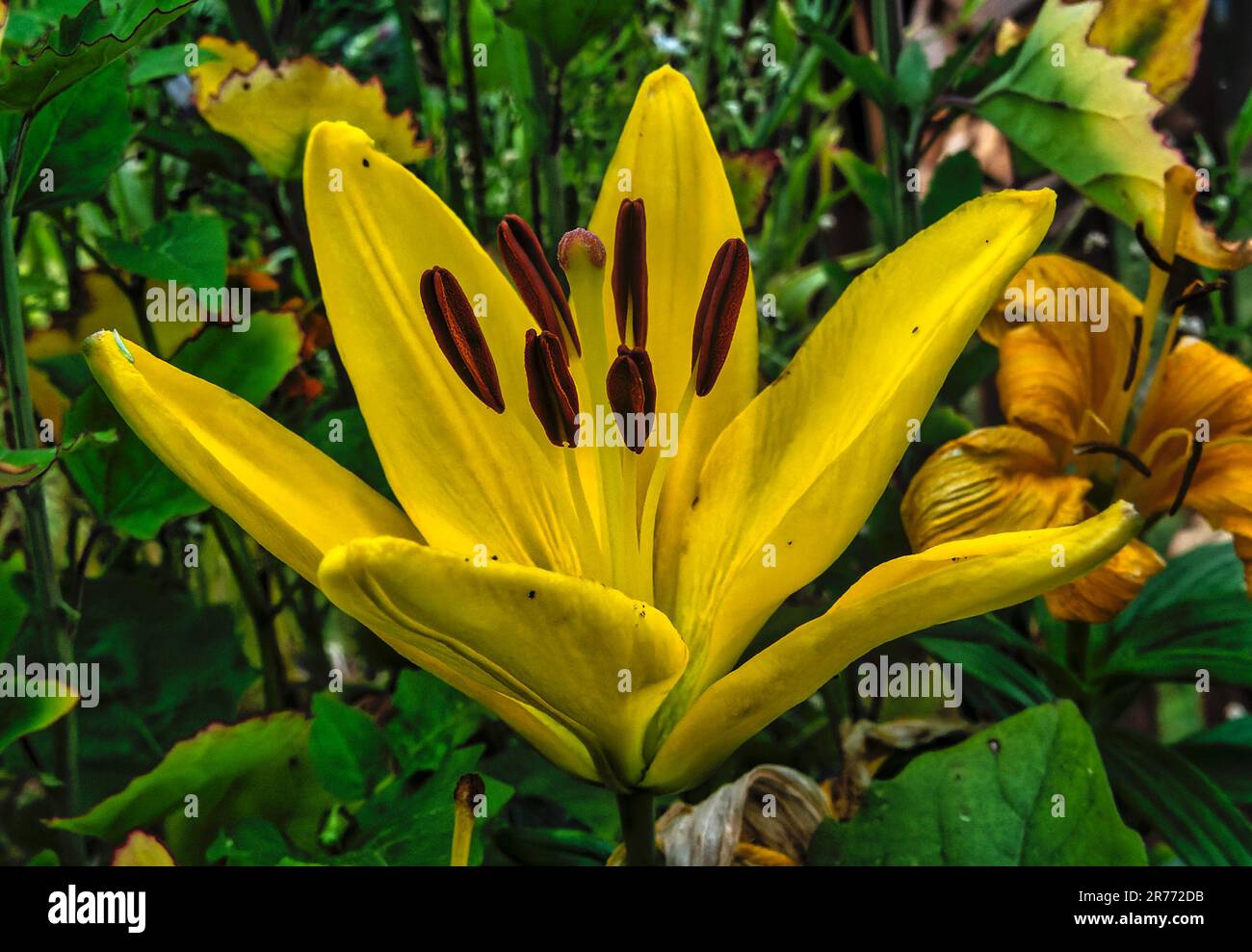 Im Juni-Garten öffnet sich ein Daylily Stockfoto