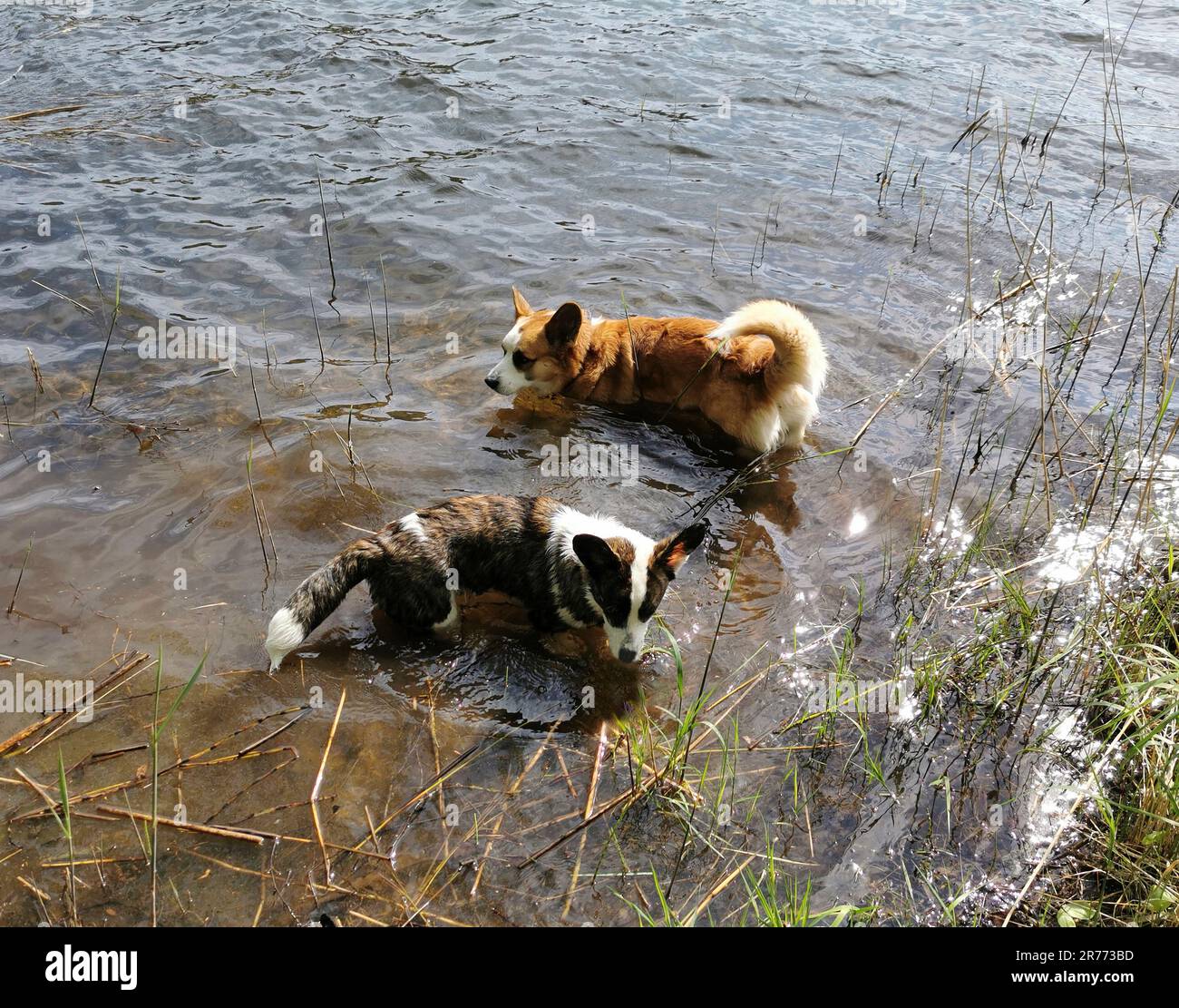 Walisische Corgi-Strickjacke badet in einem See Stockfoto