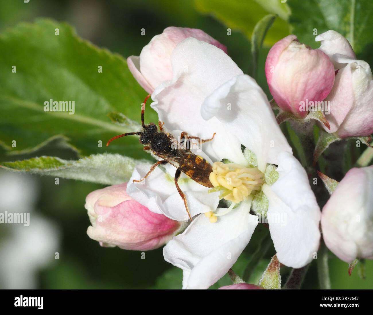 Kuckuckusbiene, die Apfelblüten füttert. Vermutlich Marshams Nomad Bee. Stockfoto