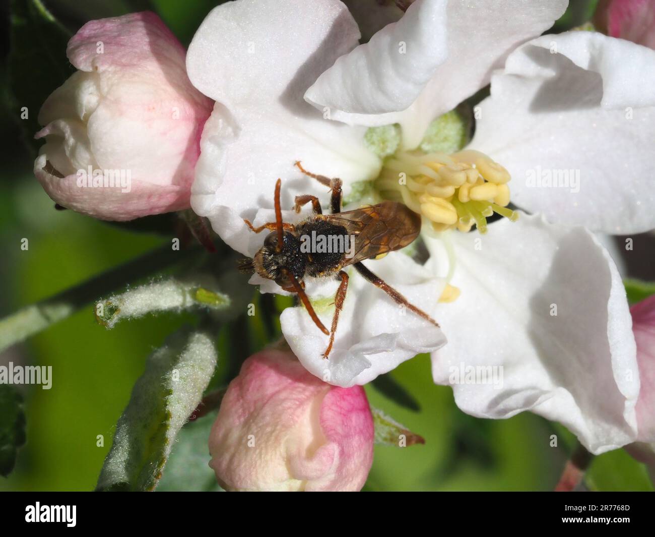 Kuckuckusbiene, die Apfelblüten füttert. Vermutlich Marshams Nomad Bee. Stockfoto