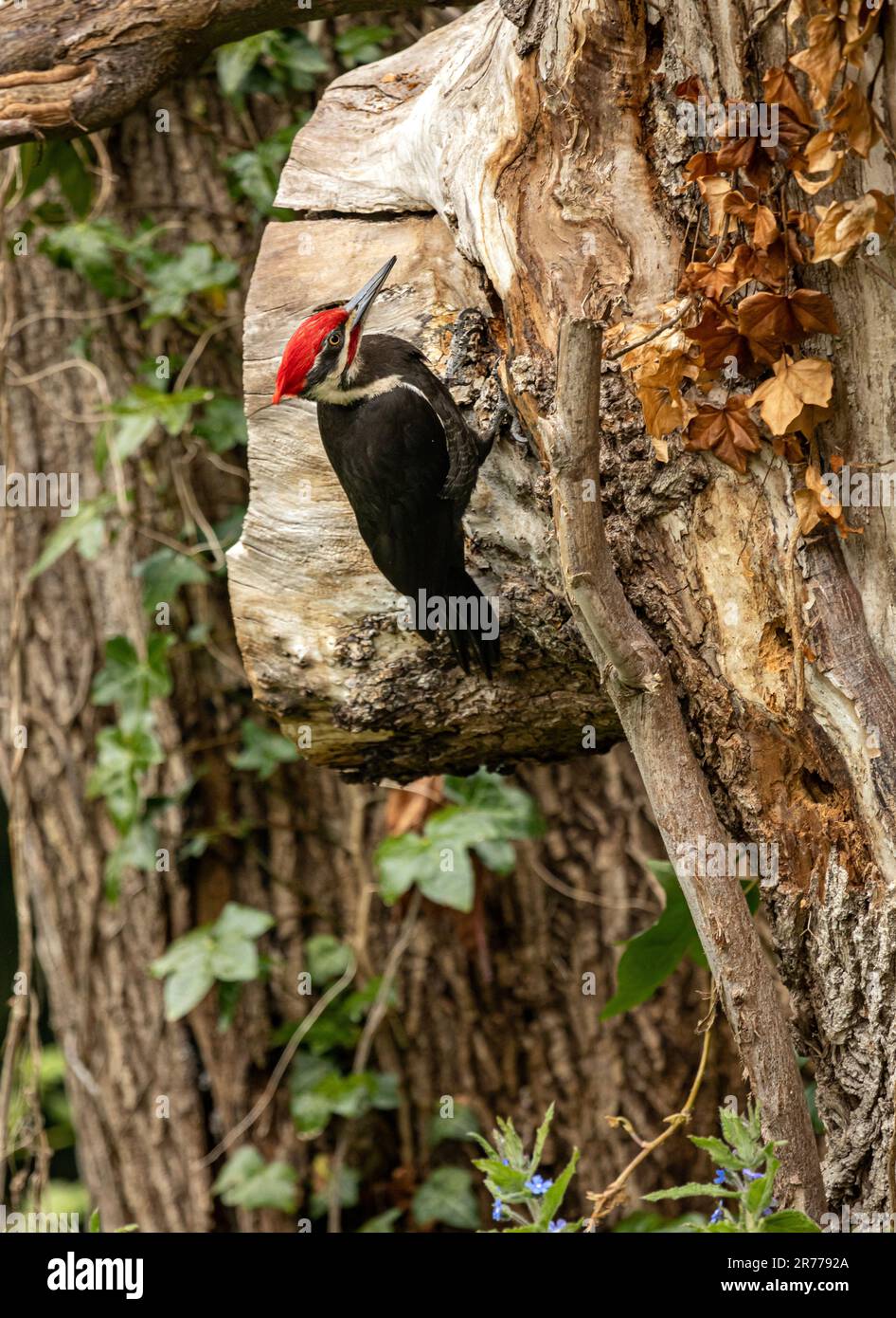 WA23379-00...WASHINGTON - Ein piletierter Holzpimmel, der auf einem alten, verrottenden Ahornbaum nach Käfern sucht. Stockfoto
