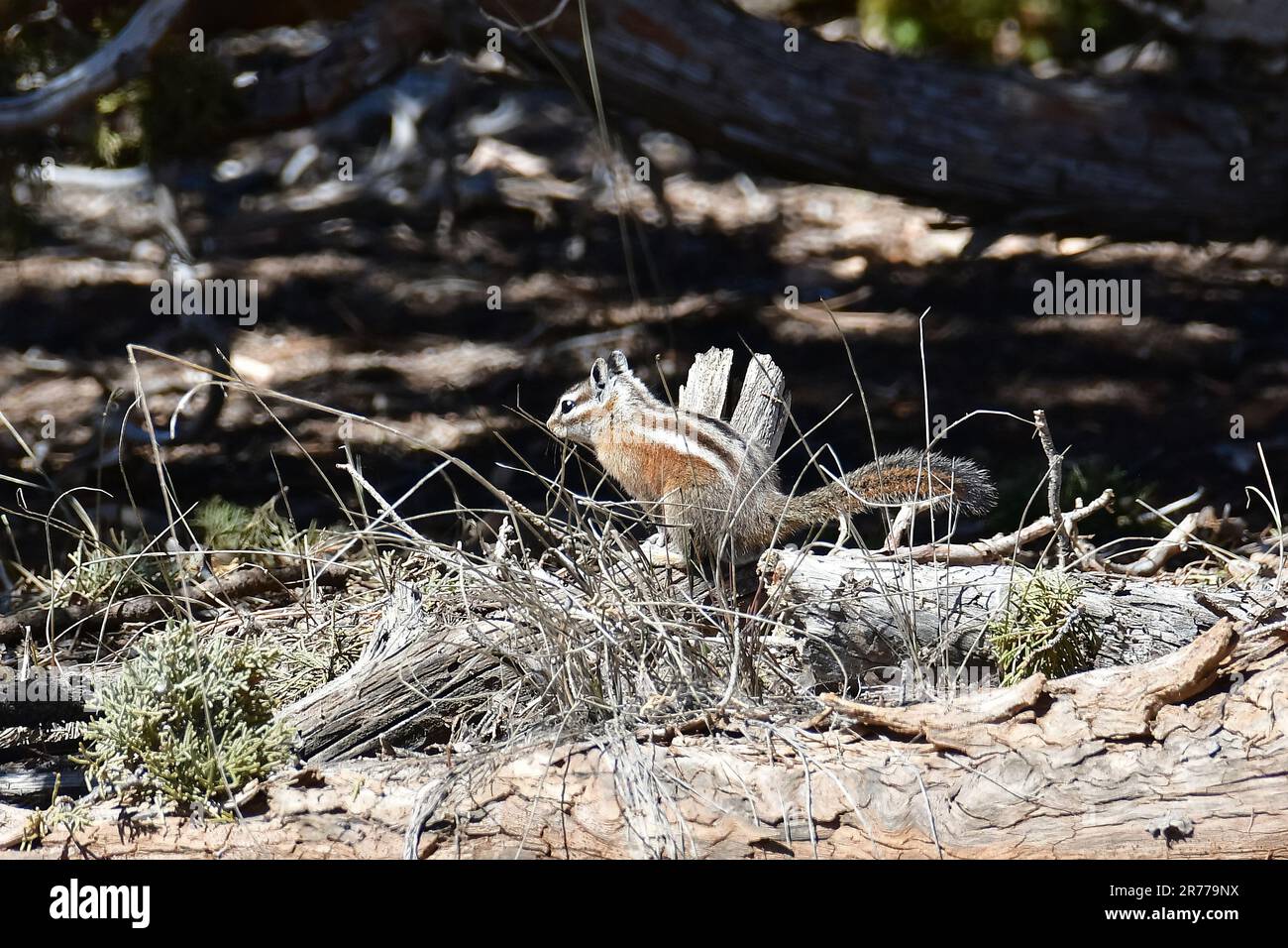 Uinta Chipmunk, Hidden Forest Chipmunk, Streifenhörnchen, Neotamias umbrinus, Bryce Canyon National Park, Utah, USA, Nordamerika Stockfoto