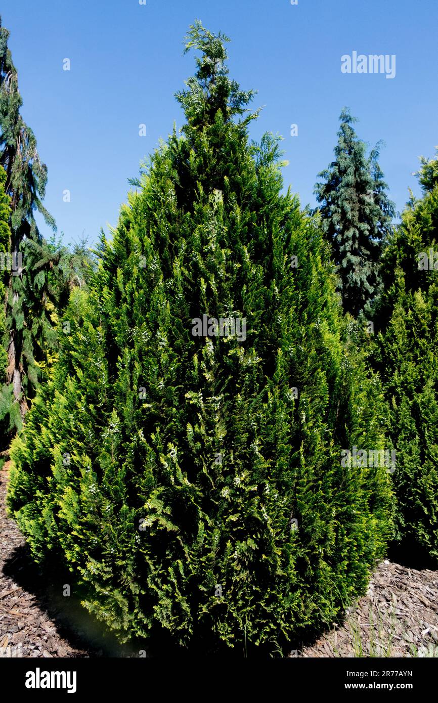 Port Orford Cedar, Tree, Oregon Cypress, Lawson Cypress, Chamaecyparis lawsoniana „Ellwoods Empire“ Stockfoto