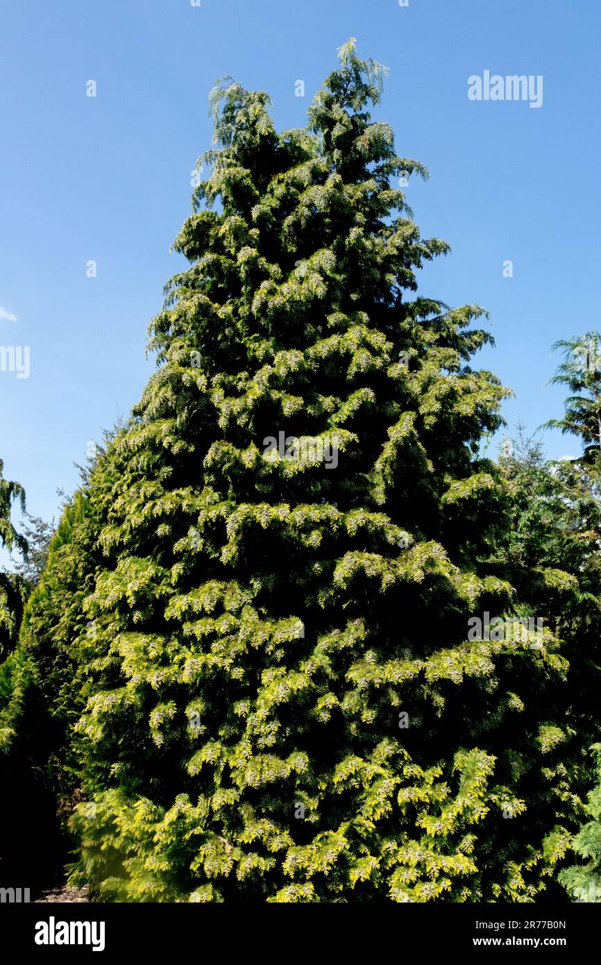 Lawson Cypress Tree Chamaecyparis lawsoniana „Kelleris Gold“ Oregon Cypress Chamaecyparis Lawson False Cypress Conical Form Port Orford Cedar Tree Stockfoto