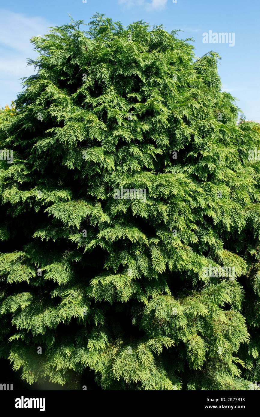 Chamaecyparis lawsoniana 'Mini Globus', Lawson Cypress, Port Orford Cedar Tree Port Orford Cypress, Oregon Cypress Tree Stockfoto