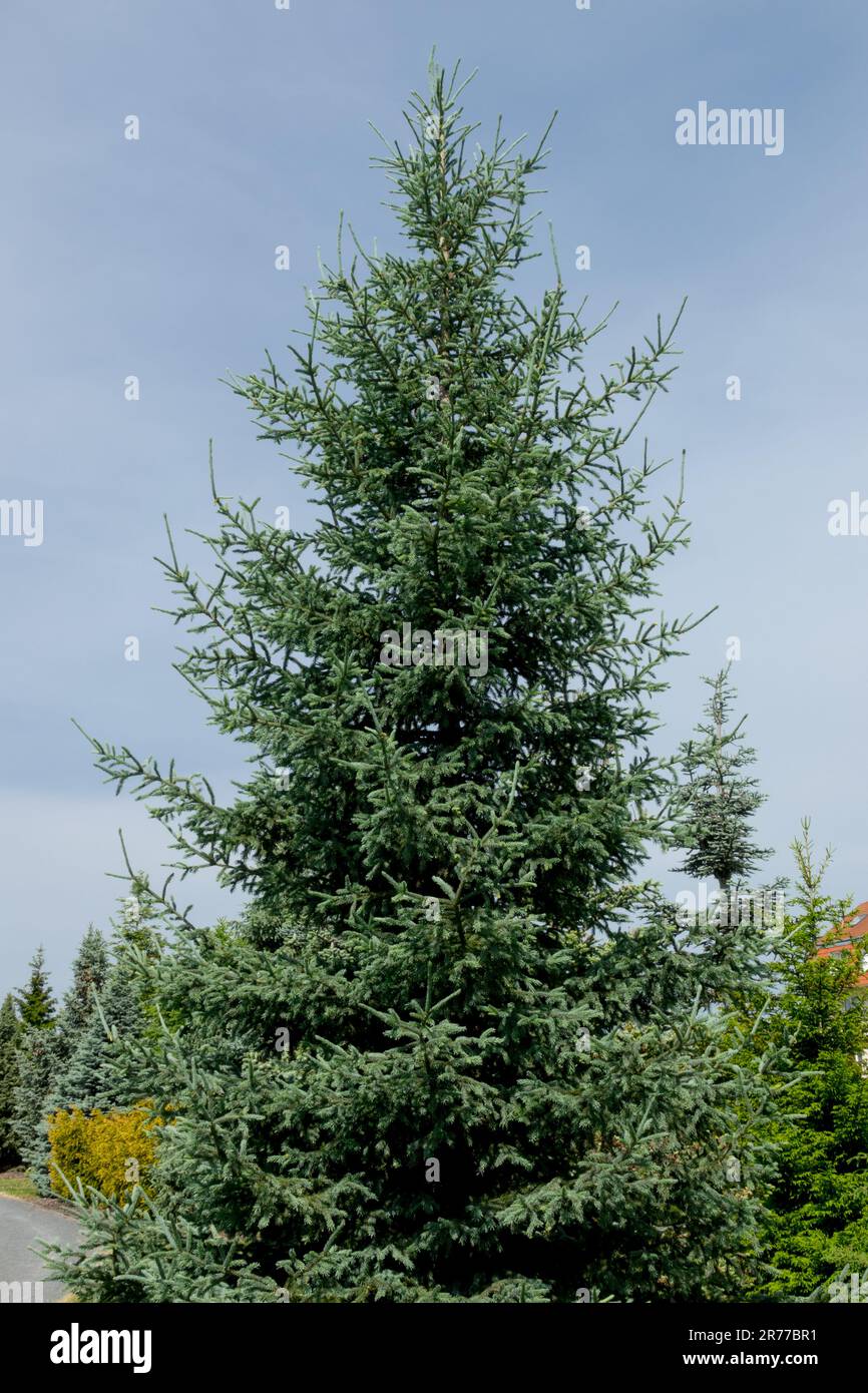 Picea obovata „glauca“ Nadelbaum Sibirische Fichte Form skandinavische Fichte Ganzbaum Frühling konische Fichte Nadelbäume Pinaceae Stockfoto