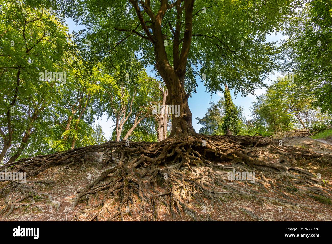 Erodierter Boden um einen Baum mit einer großen Wurzelstruktur Stockfoto