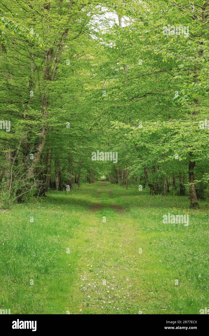 Üppiger Garten im Château de Chenonceau, Frankreich Stockfoto