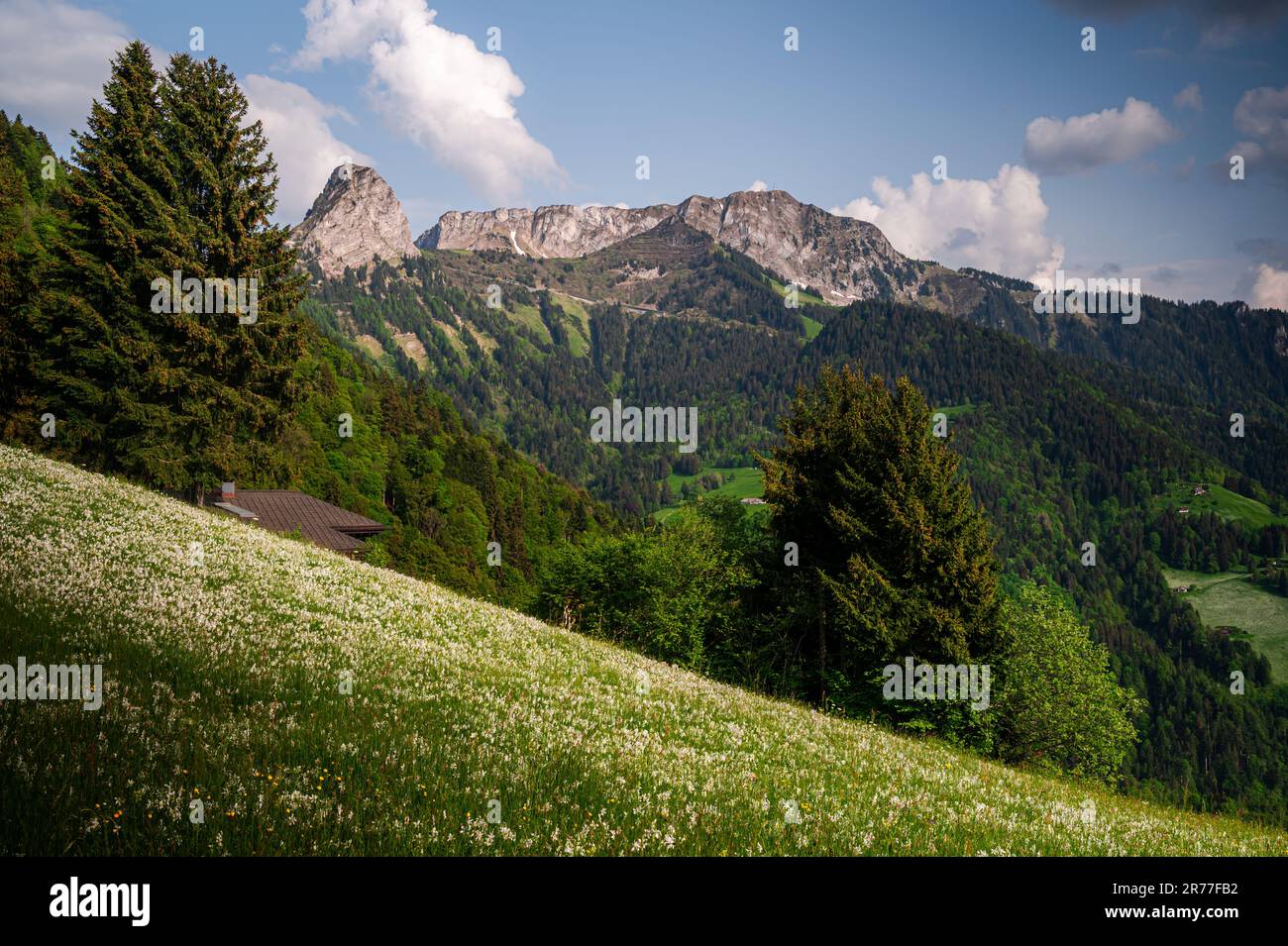 Landschaft mit Bergen und Himmel. Weiße Narzissen blühen im Frühling. Narcissus poeticus. Fasanenauge. Montreux, Les Avants, Vaud, Schweiz. Stockfoto