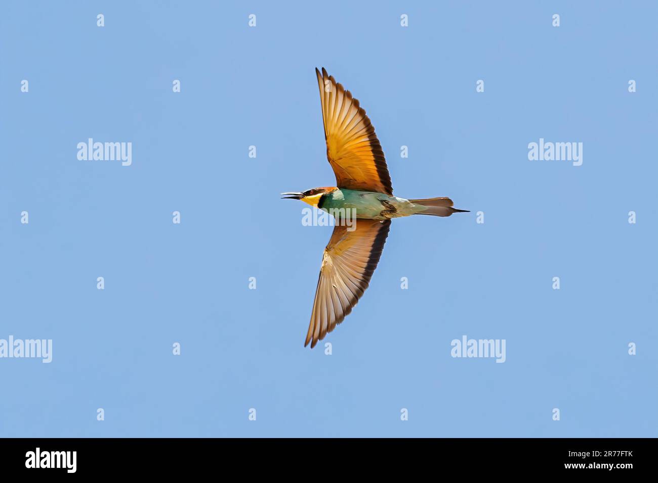 Ein europäischer Bienenesser (Merops apiaster) im Flug in einem klaren blauen Himmel Stockfoto