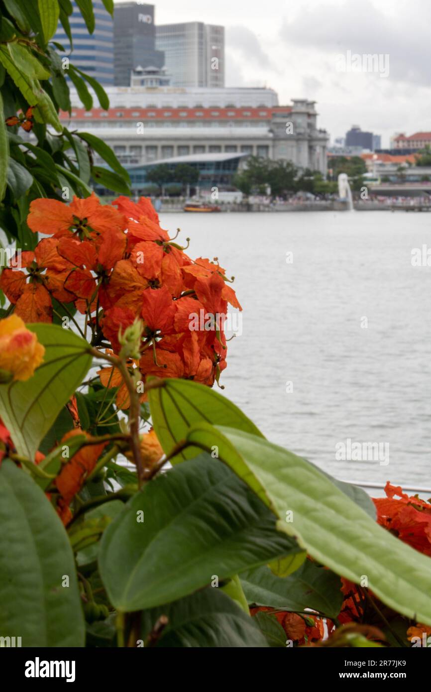 Bauhinia-Coccinea-Blume, eine tropische, holzige Pflanze oder Weinrebe. Es ist auch bekannt als Kock's Bauhinia, Climbing Bauhinia oder Red Trailing Bauhinia. Singapur Stockfoto