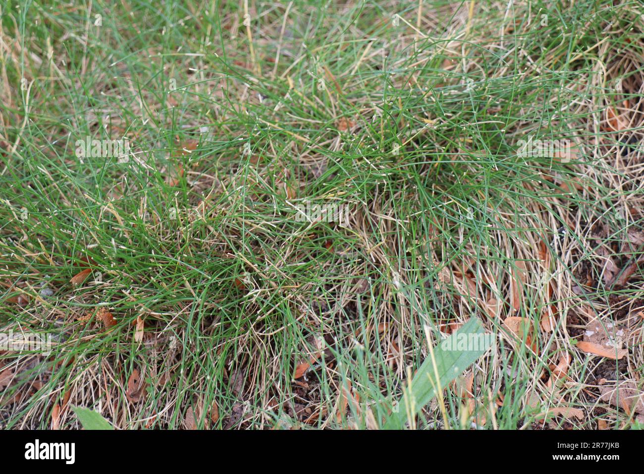 Hübsches grünes Gras Stockfoto