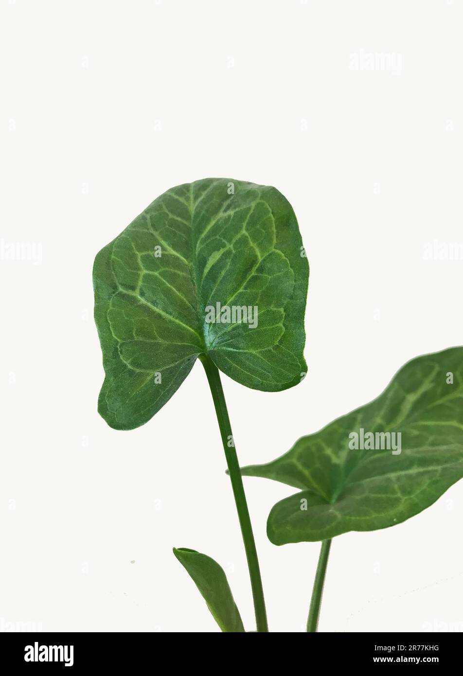 Grüne Blätter der Nephthytis-Pflanze Stockfoto