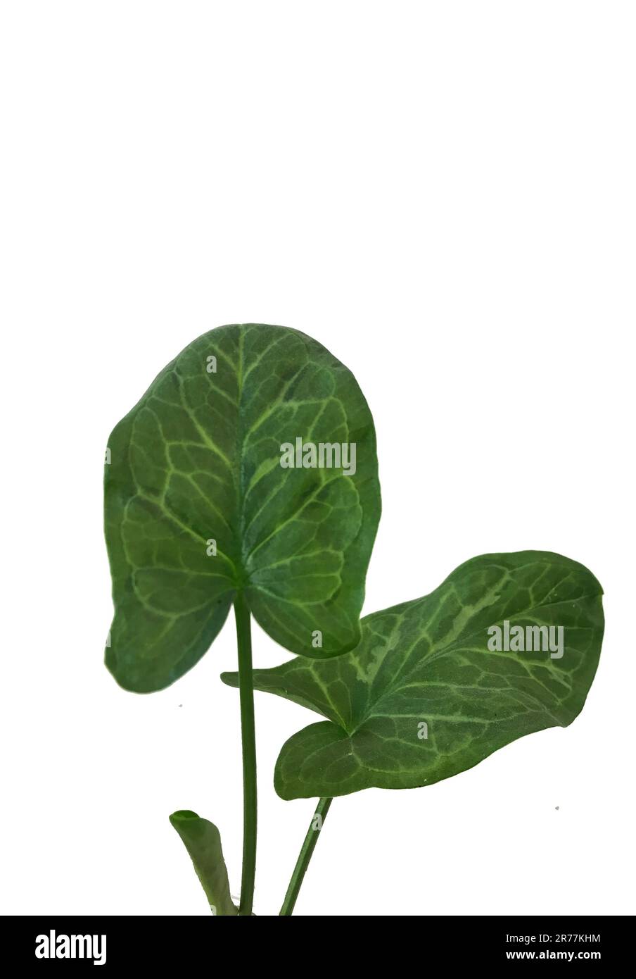 Grüne Blätter der Nephthytis-Pflanze Stockfoto