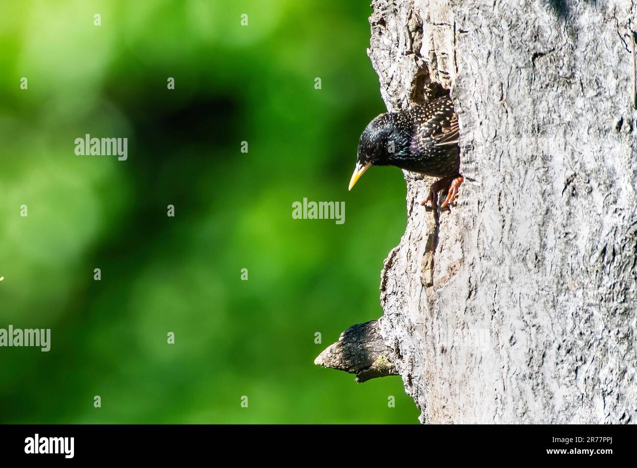 Europäischer Starling in nördlichem Flimmernest Stockfoto