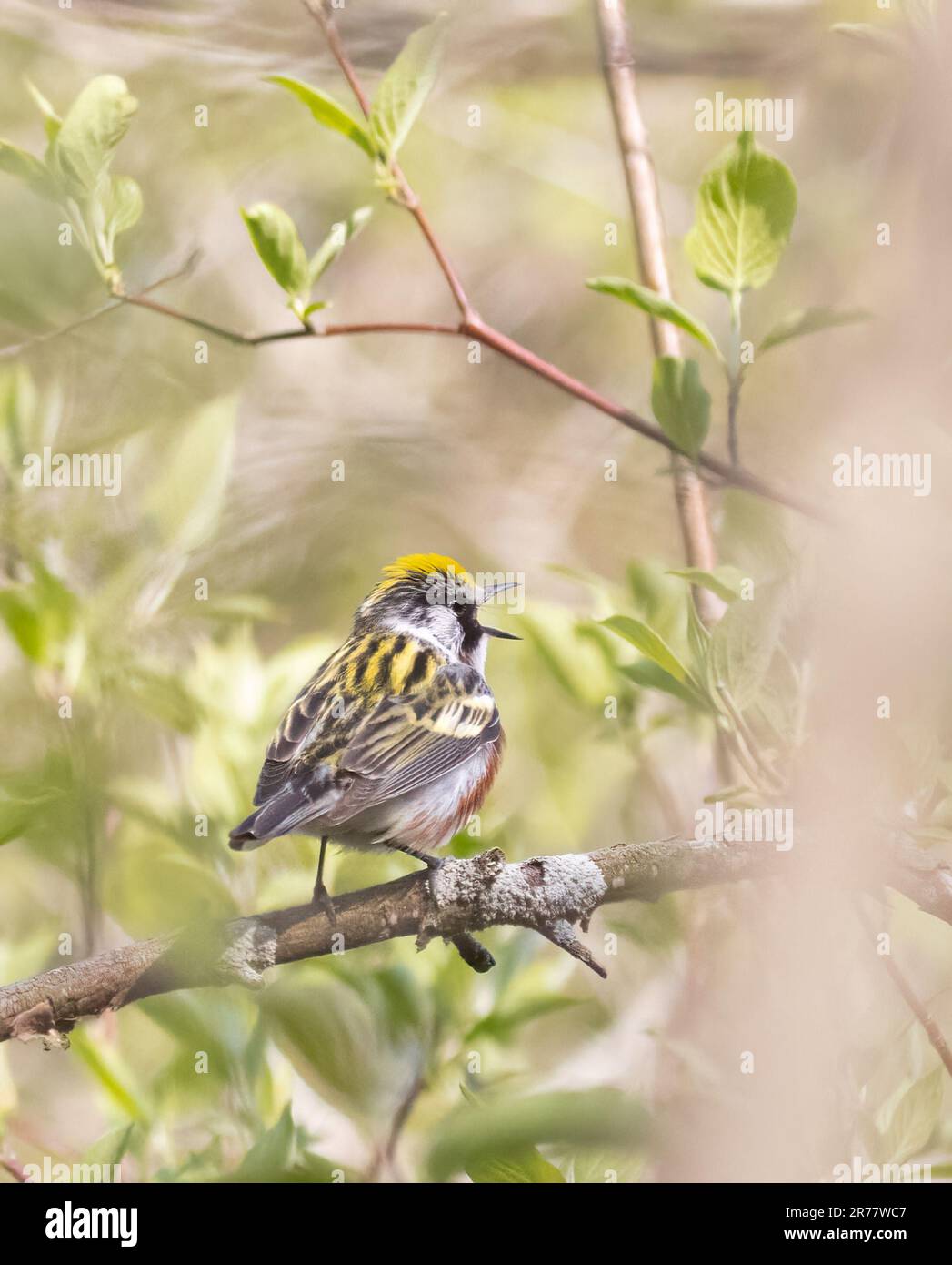 Ein männlicher Kastanienpfeifer im Wald Stockfoto