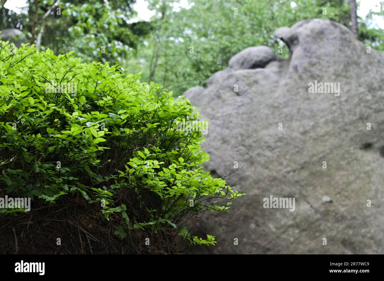 Grüne Bergpflanzen, Szczeliniec, Polen Stockfoto