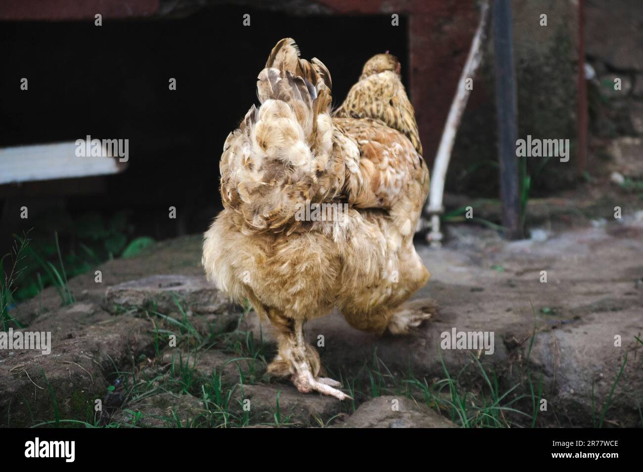 Rückansicht einer Henne, die in einem Hof läuft Stockfoto