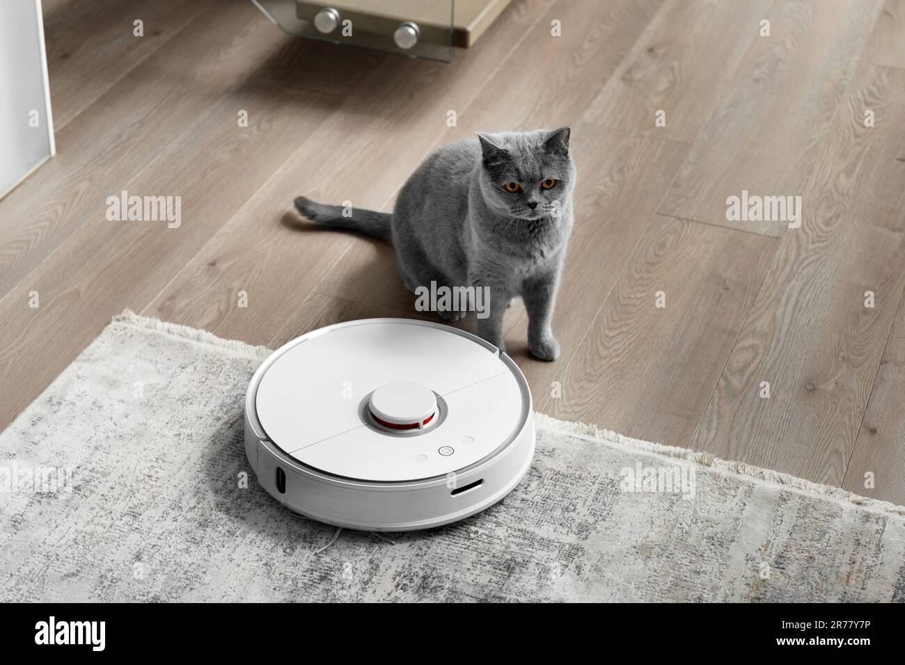 Britische Katze in der Nähe des Staubsaugerroboters im Wohnzimmer. Das Konzept der einfachen täglichen Reinigung des Hauses, in dem Haustiere leben. Stockfoto