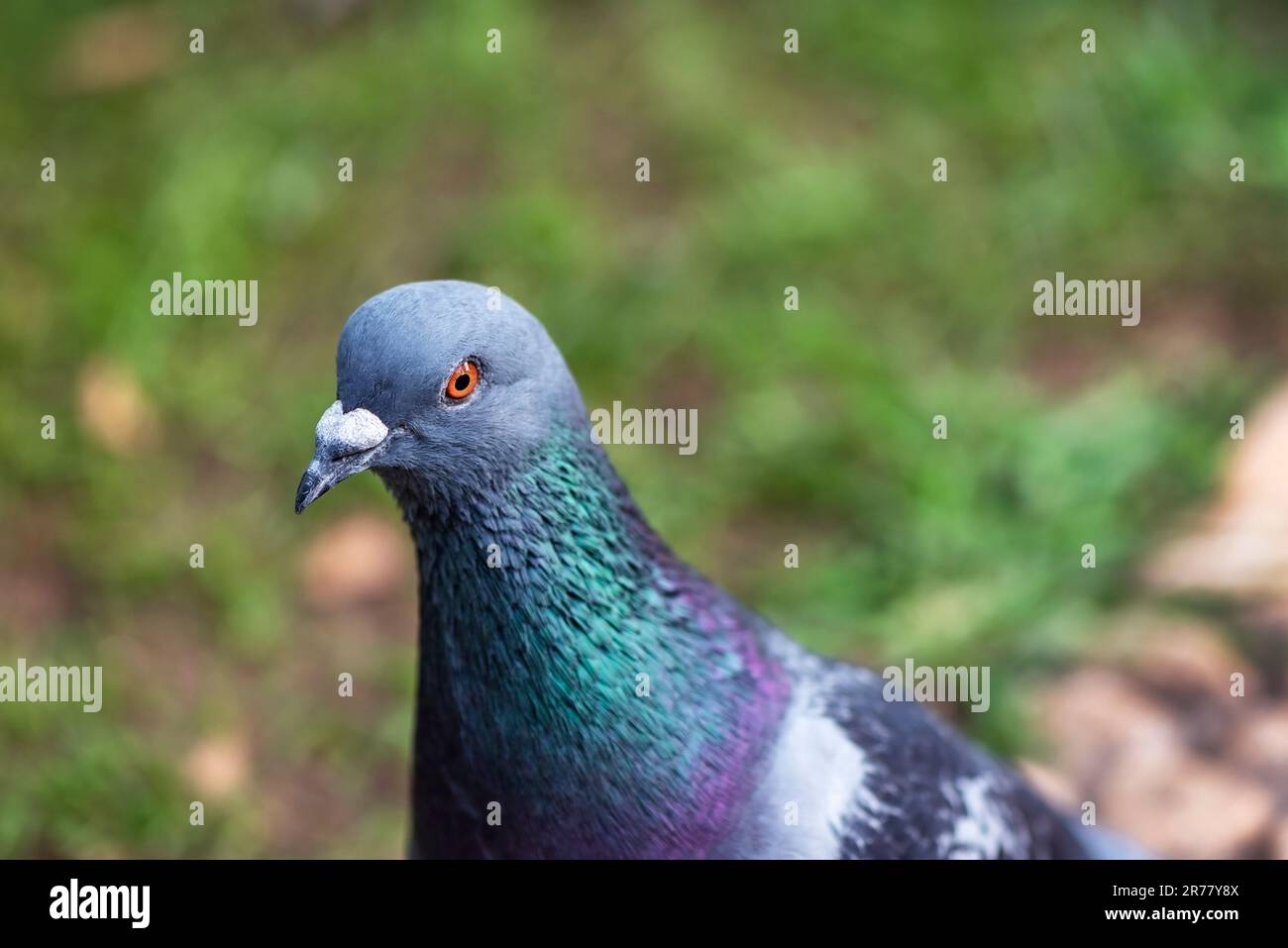 Schöne Taube in einem Park, Nahaufnahme, Makrofotografie Stockfoto