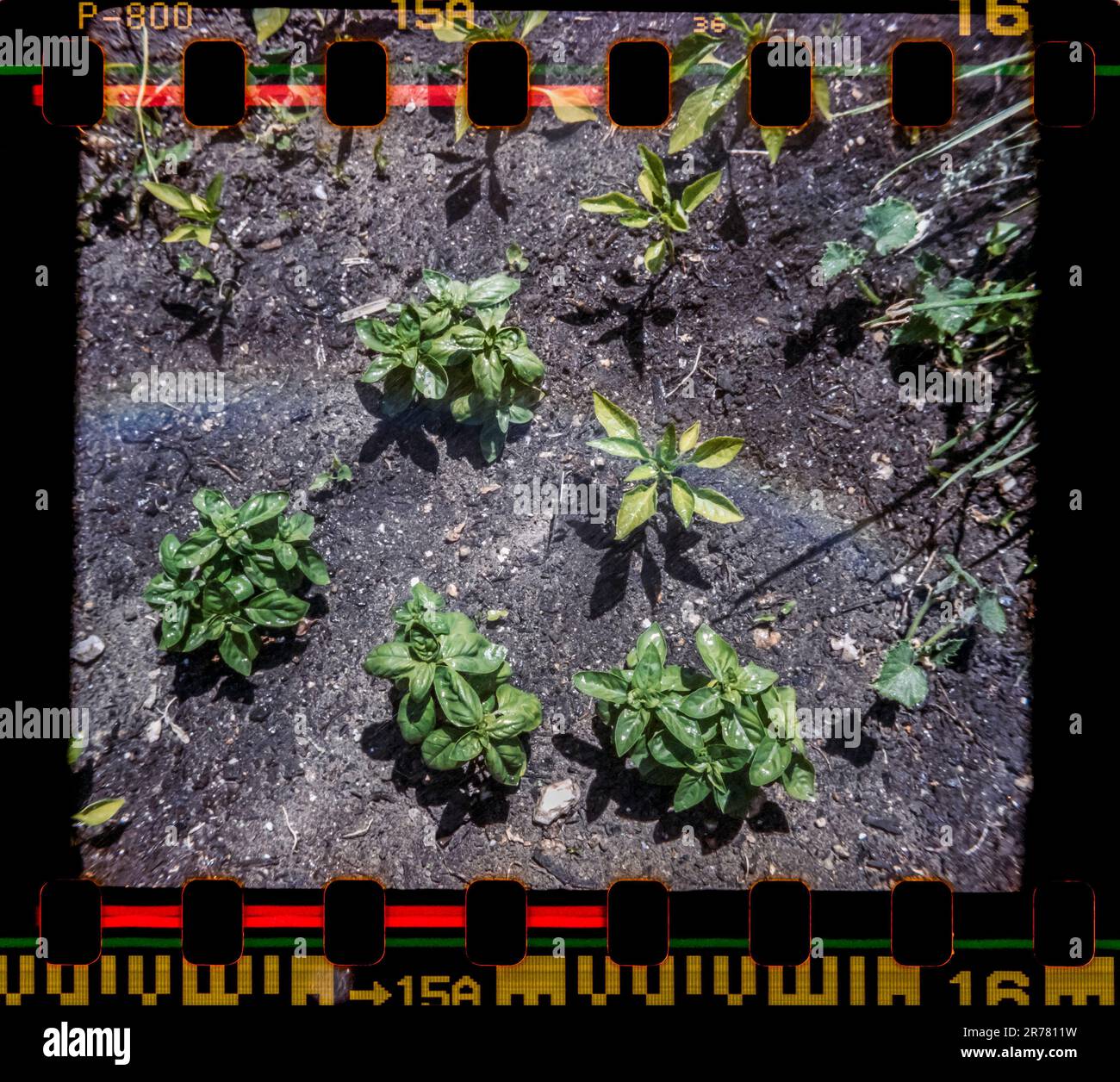 Basil in einem Gemeindegarten in Chelsea in New York im Mai 2023. (© Richard B. Levine) auf Film mit einer klassischen Instamatic-Kamera fotografiert Stockfoto