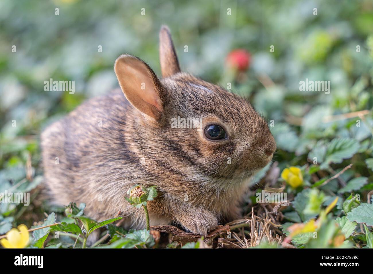 Der Frühling Eastern Cottontail Baby Hase (Sylvilagus floridanus) verlässt sein Nest zum ersten Mal, um im Garten grünes Gras zu erkunden. Stockfoto Der Frühling Eastern Cottontail Baby Hase (Sylvilagus floridanus) verlässt sein Nest zum ersten Mal, um im Garten grünes Gras zu erkunden. Stockfoto