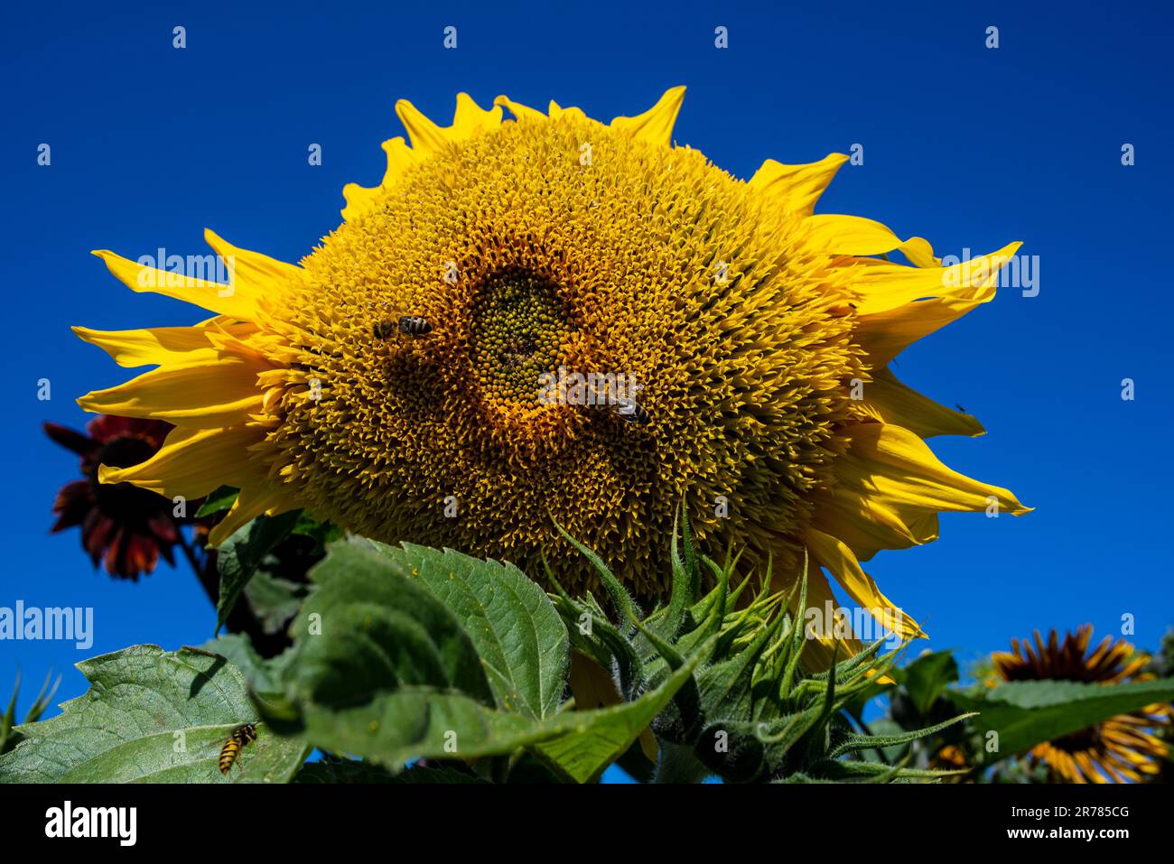 Sonnenblume (Helianthus annuus) mit einer Biene auf ihr vor blauem Himmel. Stockfoto