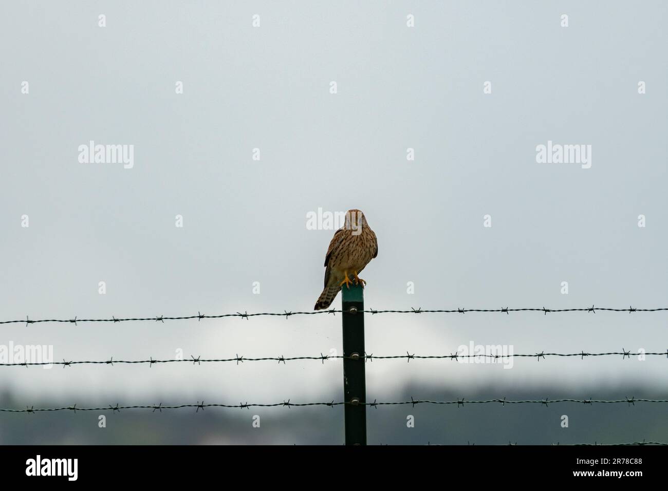 Zürich, Schweiz, 10. Mai 2023 Bird sitzt auf einem Zaun Stockfoto