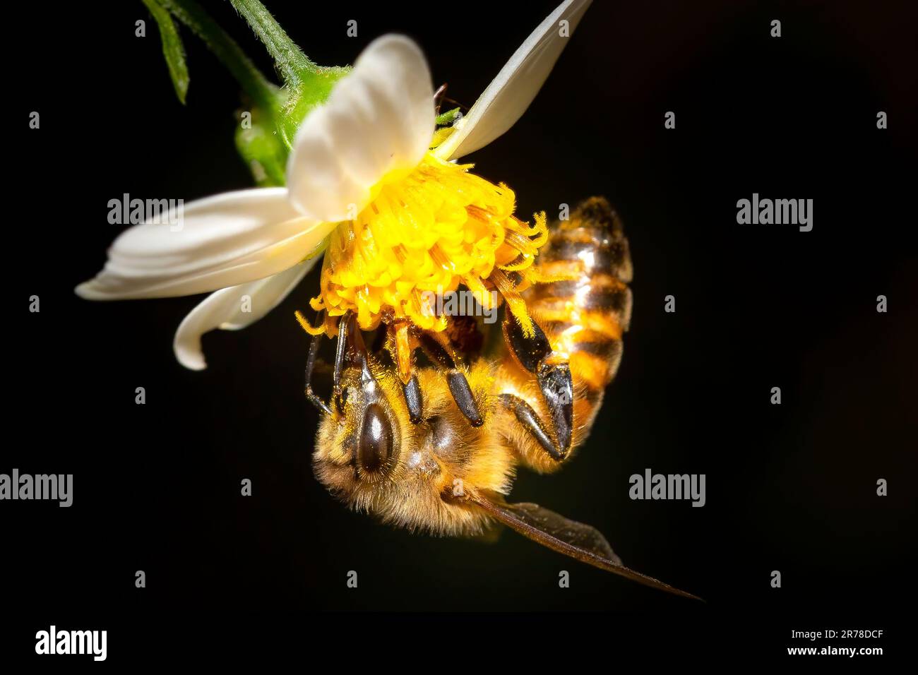 Ein Makrobild einer Honigbiene, die Nektar und Pollen von einer Wildblume sammelt, enthüllt die erstaunliche Schönheit dieser sehr wichtigen Kreaturen. Stockfoto