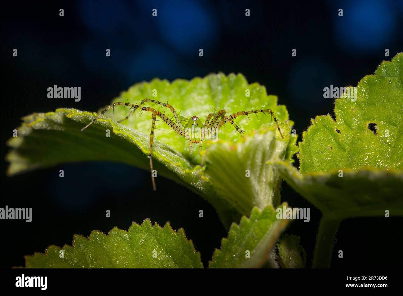 Eine grüne Luchsspinne tarnt sich selbst auf einem grünen Blatt in den Everglades in Florida. Stockfoto