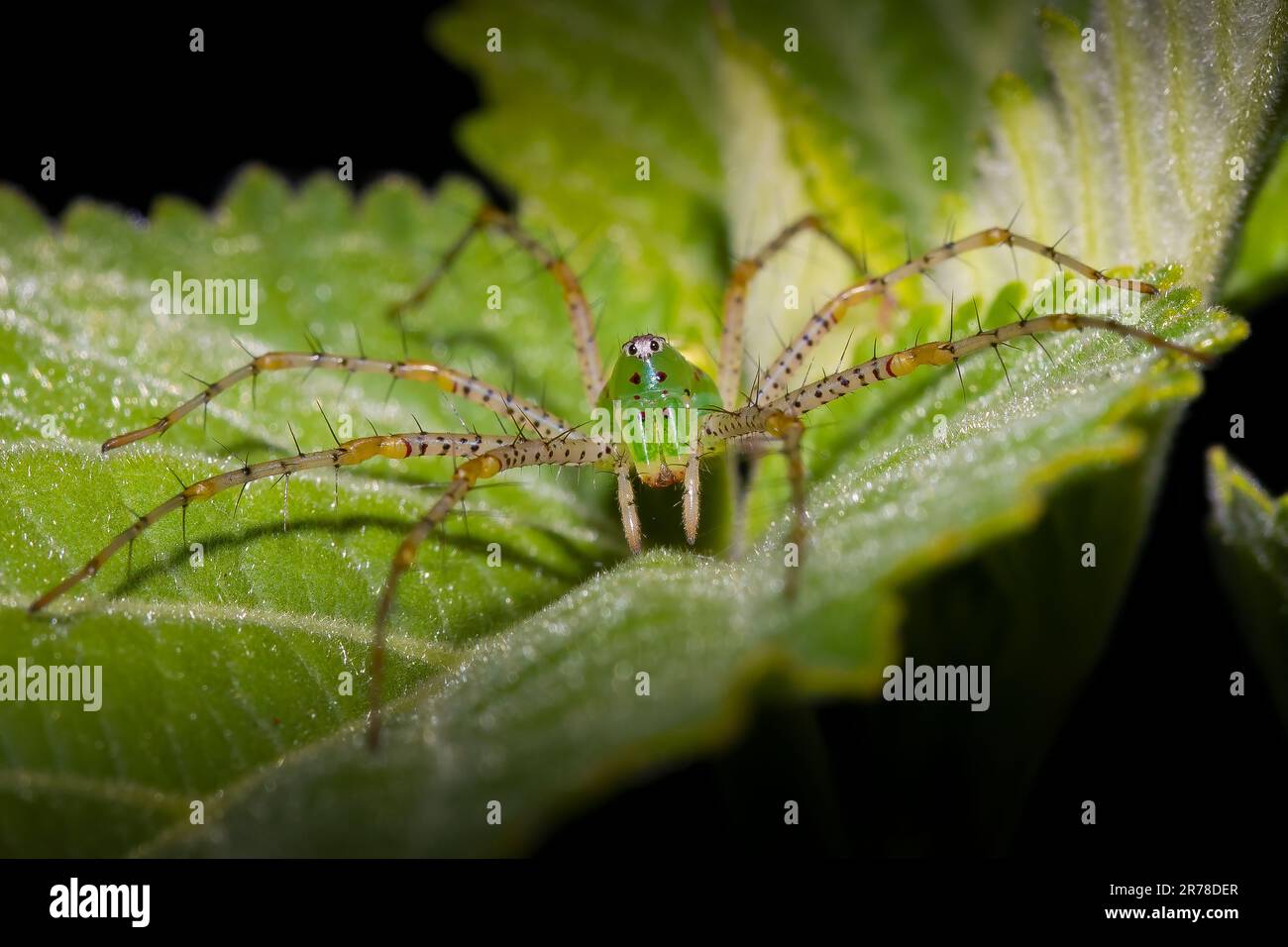 Eine grüne Luchsspinne erwartet Beute auf einem grünen Blatt in den Florida Everglades. Stockfoto