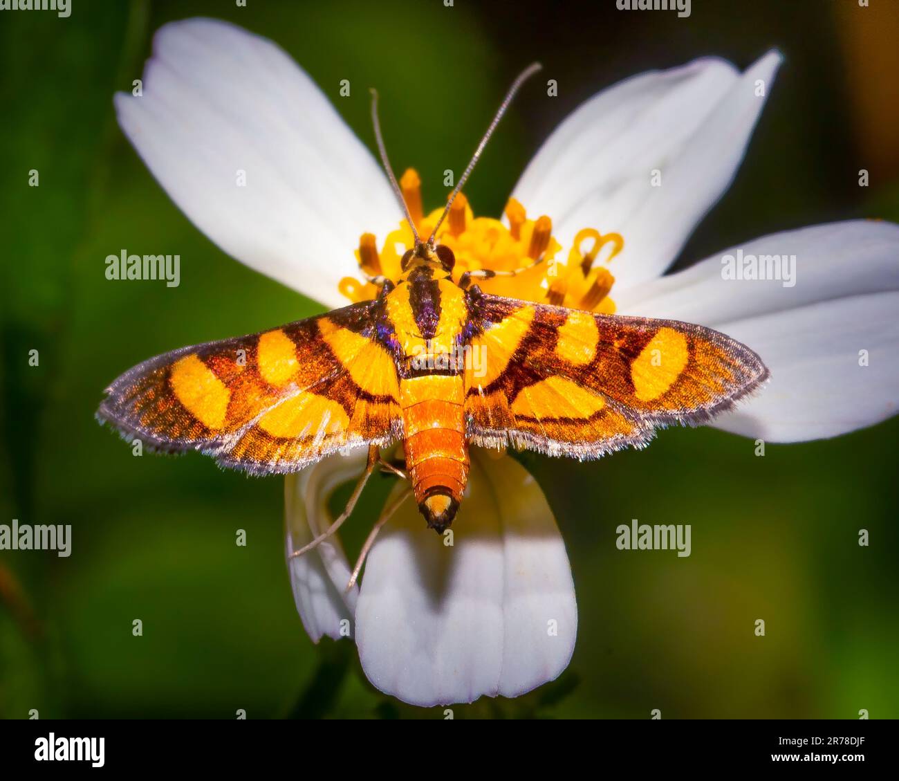 Eine wunderschöne Blumenmotte mit Orangenflecken hält kurz auf einer Wildblume im Everglades-Nationalpark. Stockfoto
