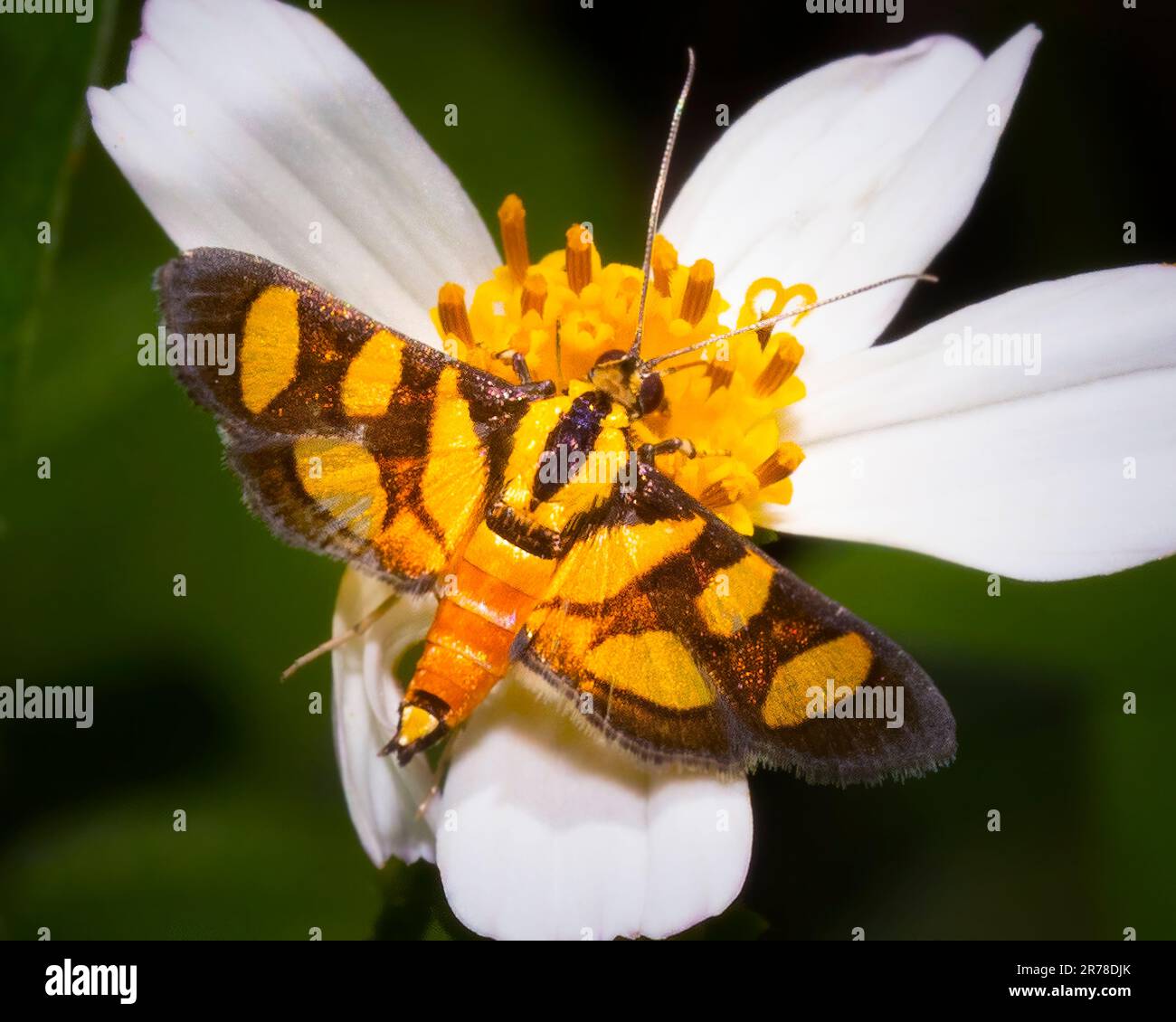 Auf diesem Makrobild landet eine Blumenmotte mit orangefarbenem Punktmuster auf einer Wildblume im Everglades-Nationalpark. Stockfoto