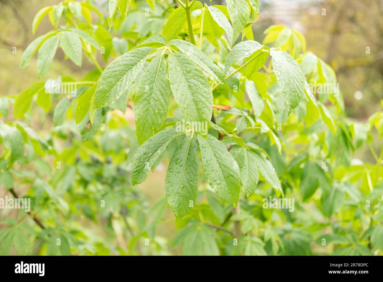 Zürich, Schweiz, 20. April 2023 Aesculus californica oder california buckeye im botanischen Garten Stockfoto