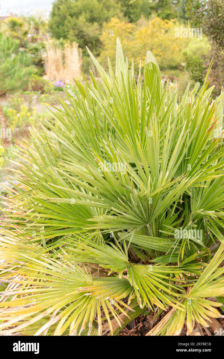 Zürich, Schweiz, 20. April 2023 Chamaerops humilis oder europäische Fanpalme im botanischen Garten Stockfoto