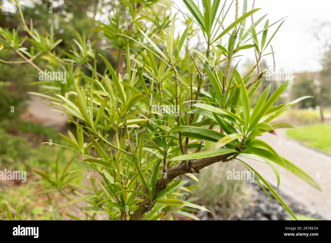 Podocarpus affinis Fotos und Bildmaterial in hoher Auflösung Alamy
