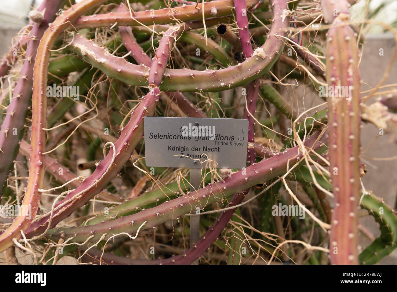 Zrich, Schweiz, 20. April 2023 Selenicereus Grandiflorus oder Knigin der  Nacht Kaktus im botanischen Garten Stockfotografie - Alamy