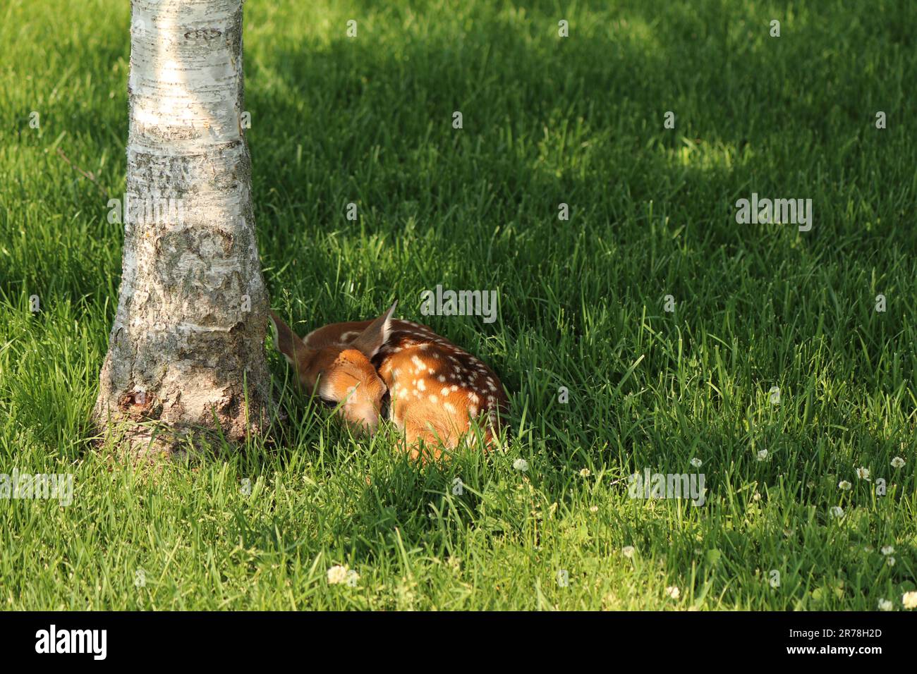 Fawn wartet auf Mama Stockfoto
