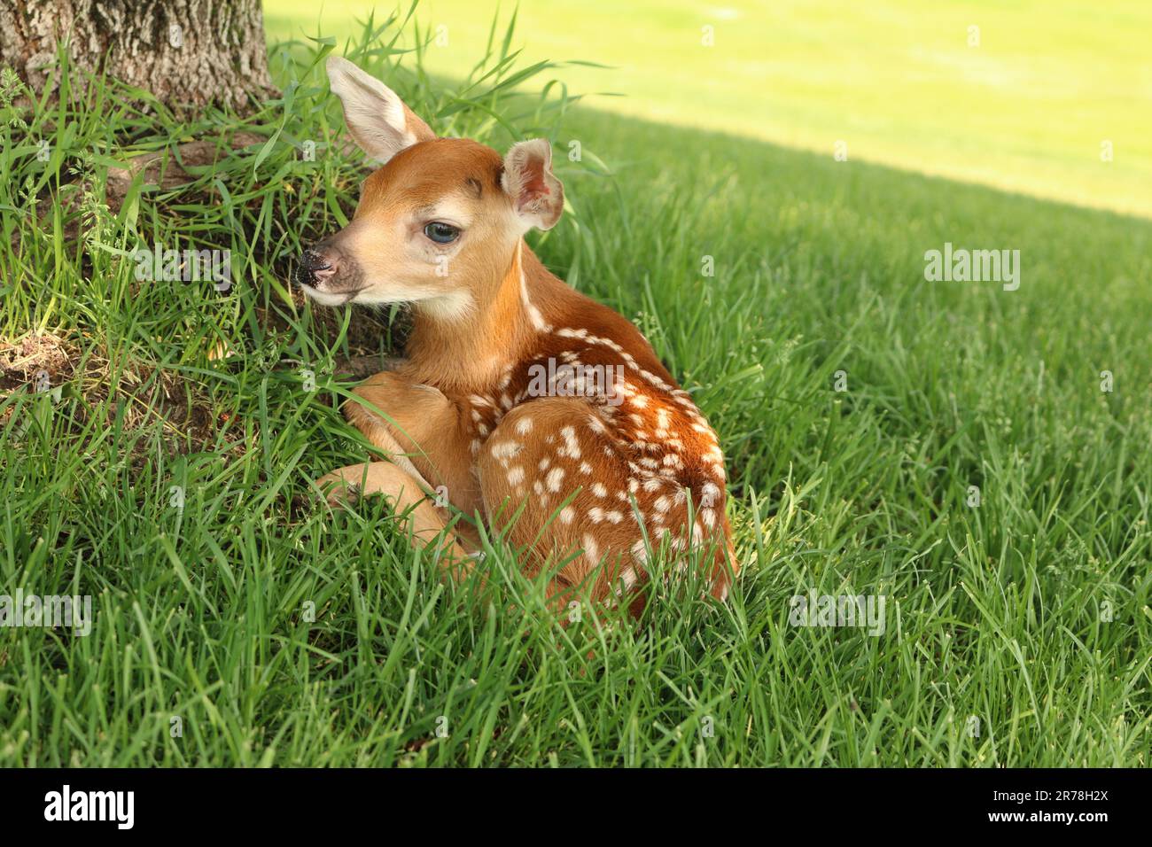 Fawn wartet auf Mama Stockfoto