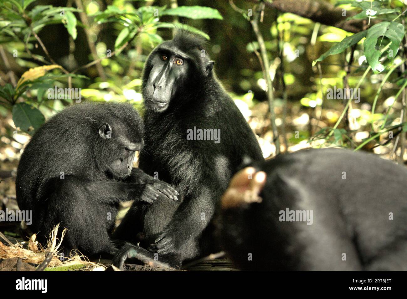 Celebes-Schürzenmakaken (Macaca nigra) werden fotografiert, da sie eine soziale Aktivität im Tangkoko-Wald, North Sulawesi, Indonesien, ausüben. Klimawandel und Krankheiten stellen neue Bedrohungen für Primaten dar. Aber auch ohne den Faktor Klimawandel ist Macaca nigra einer der 25 am stärksten gefährdeten Primaten der Erde. Die Art ist mit Wilderei (1.700 Fallen wurden in 16 Jahren gesammelt, berichten von Forschern), Verlust von Lebensräumen und anderen Arten von ökologischen Bedrohungen durch menschliche Tätigkeiten konfrontiert. Stockfoto